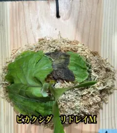 リドレイワイドフォーム スポア - メルカリ