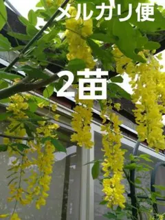 キングサリ　ゴールドチェーン　挿し木苗　2本