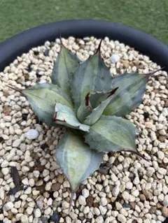 2025年最新】アガベ吉祥天の人気アイテム - メルカリ