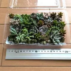2026年最新】多肉植物 韓国苗 セットの人気アイテム - メルカリ