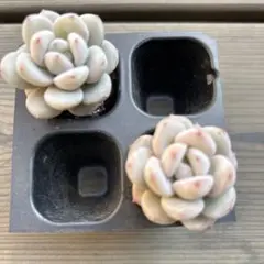 cottoncandy様 リクエスト 2点 まとめ商品