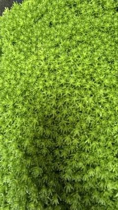 セダム多肉植物