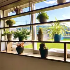 ステップbanbanさん専用】アガベ 育成用 植物育成ライト ラックセット