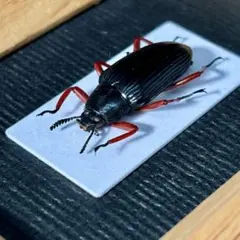 キオビオウサマムカシタマムシ - メルカリ