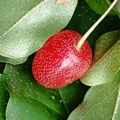 shigeru_1969様 リクエスト 2点 まとめ商品