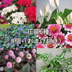 2025年最新】花苗の人気アイテム - メルカリ