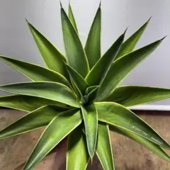 3株30cmベネズエラAgave desmettiana f.variegata - メルカリ