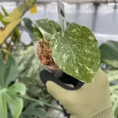 o.r様 リクエスト 2点 まとめ商品