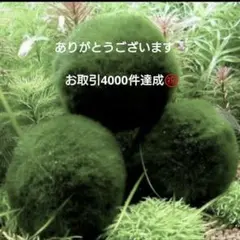天然マリモ 約 3cm 1個 癒しのマリモ無農薬 - メルカリ