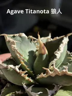 2026年最新】チタノタ 狼人の人気アイテム - メルカリ