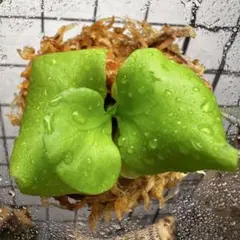 ⑧【年末大売り出し開催中】大人気 希少品種 リドレイ パカラン［育成ガイド付］