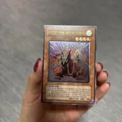 遊戯王 ハーピィズペット竜 フランス語版 シークレット シク RP02 初版