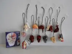 2025年最新】人体模型ストラップの人気アイテム - メルカリ