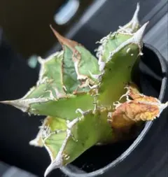 セファロタス Big Boy(ビッグボーイ) 食虫植物 【匿名配送】 - メルカリ