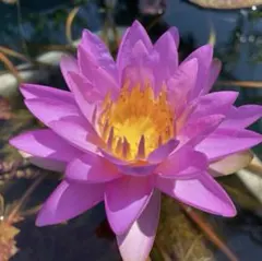 2025年最新】亜属間交配種の人気アイテム - メルカリ