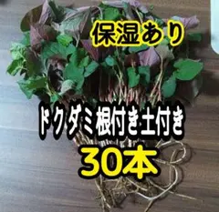 千葉産ドクダミの根付き土付き30本のサムネイル