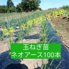 チム様 リクエスト 4点 まとめ商品