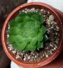 ハオルチア 櫻水晶 *ヨン*