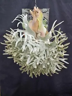 ビカクシダ P.willinckii dwarf 'OMG' 前葉体 管理② - メルカリ
