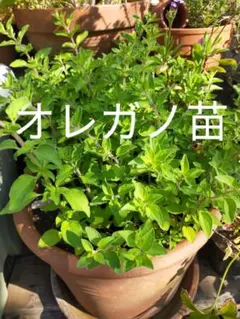 오레가노 모종