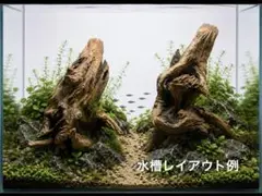 2026年最新】ホーンウッドの人気アイテム - メルカリ