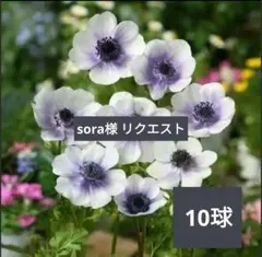 sora プロフ必読お願いします。様 リクエスト 2点 まとめ商品