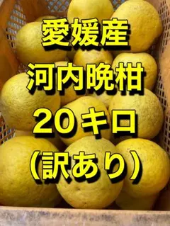 文旦　山北みかん　ポンカン　好きにも　41 文旦 山北みかん ポンカン 好きにも 16 - メルカリ
