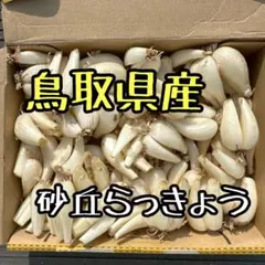 鳥取県産 砂丘らっきょう S1kgのサムネイル