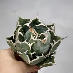 2025年最新】海王 アガベの人気アイテム - メルカリ