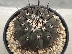 2026年最新】コピアポアの人気アイテム - メルカリ