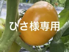 ひさ様専用です
