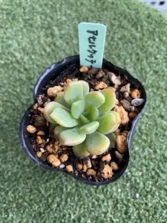 2025年最新】ロウルサンコの人気アイテム - メルカリ