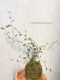メルヘンの木♡ソフォラ♡プロストラータ♡リトルベイビー ♡ - メルカリ