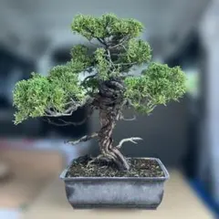 真柏盆栽のサムネイル