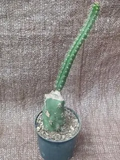 サボテン 袖ケ浦のサムネイル