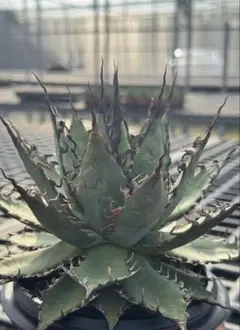 2026年最新】アガベ ホリダ ハイブリッドの人気アイテム - メルカリ