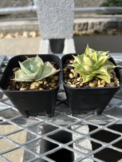 2025年最新】エケベリア 錦の人気アイテム - メルカリ