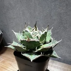 オバティフォリア モビー moby アガベ 輸入株 US 希少 訳あり オバティフォリア モビー moby アガベ 輸入株 US 希少 訳あり