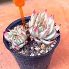 2026年最新】多肉植物 メッテニーの人気アイテム - メルカリ