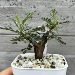 オペルクリカリア ヒファエノイデス 根挿し1年目 鉢ごとメルカリ便