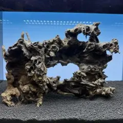 MJW-7714 ジンジャーウッド 3本セット 天然流木 アクアリウム - メルカリ