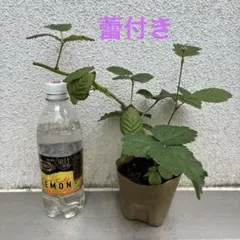 ブラックベリー トリプルクラウン ネコポス発送 - メルカリ