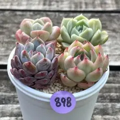 SALE❗️898多肉植物　カット苗　寄せ植え　人気4種セット❣️
