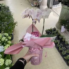 レア♡胡蝶蘭♡マザーチーク♡3.5号♡メルカリ便 - メルカリ