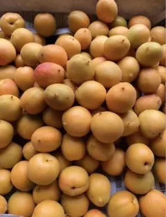 信州 長野県 千曲市産 あんず 生あんず 杏 花あんず 3キロのサムネイル