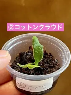 2026年最新】cotton cloud ビカクシダの人気アイテム - メルカリ