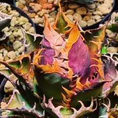 ゴルパパ様 リクエスト 2点 まとめ商品