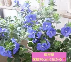 B級苗 バラ苗 切花品種 ブルーラグーン A 希少種 花 苗 試験的輸入品種