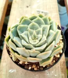 多肉植物 霜椿×シムランスラグナサンチェス【抜き苗】 - メルカリ