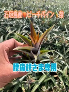 腰痛餅さま専用南国 石垣島産 ピーチパイン栽培苗 育成苗 50株セット